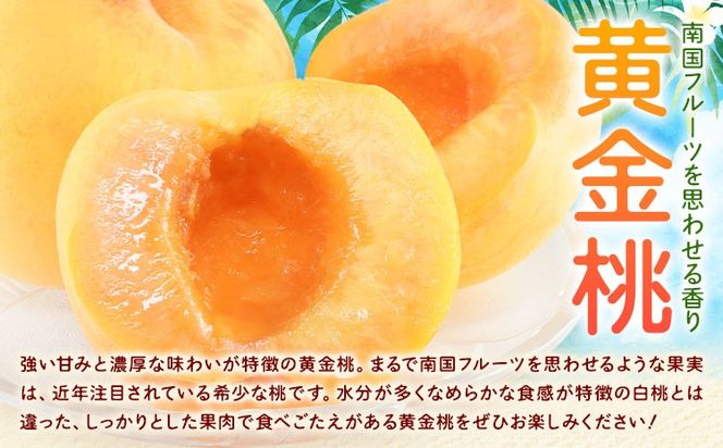 【2026年先行予約】桃 岡山県産 黄金桃 6玉 1.6kg以上 株式会社山博《2026年8月下旬-9月中旬頃出荷》もも フルーツ 化粧箱入り 岡山県 笠岡市 送料無料---Y-39---