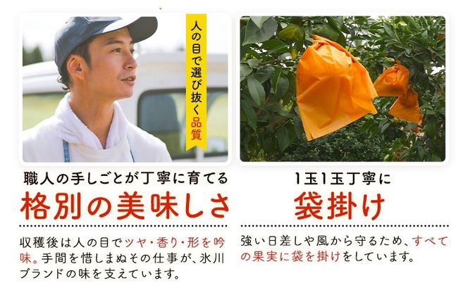 晩白柚 選べる 1玉 2玉 Lサイズ 2Lサイズ ばんぺいゆ 熊本《1月上旬-1月末頃出荷》熊本県 氷川町 果物 フルーツ 熊本県産 晩白柚 ばんぺいゆ---hkw_kbtbpy_ac1_26_5500_l1i---