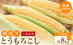 【5月31日までの期間限定価格!】ご家庭用　朝採りとうもろこし(品種おまかせ)約8kg 372013_T006-799J