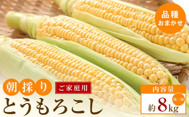 【5月31日までの期間限定価格!】ご家庭用　朝採りとうもろこし(品種おまかせ)約8kg 372013_T006-799J