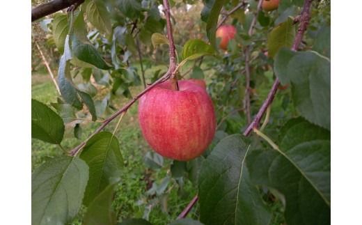 【射水のおいしい果実】【林檎】 よねだ農園の池多りんご ふじ・王林 訳アリ品10kg以上 ※沖縄・離島への配送不可 ※2025年11月中旬～12月中旬頃に順次発送予定