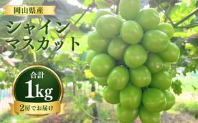 【先行受付】 シャインマスカット1kg | 岡山県産 シャインマスカット ぶどう 葡萄 甘い ジューシー フルーツ 果物 国産フルーツ 旬の果物 お取り寄せ 産地直送 人気 数量限定 先行予約 マスカット