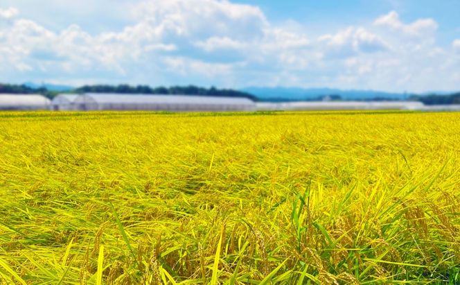 陽・気候・水の三拍子揃った美旗地区より みはたM'sファーム 令和7年産 伊賀米コシヒカリ 5kg 3年連続 特A 米 こしひかり ご飯 ごはん 白米 精米 三重県 名張市