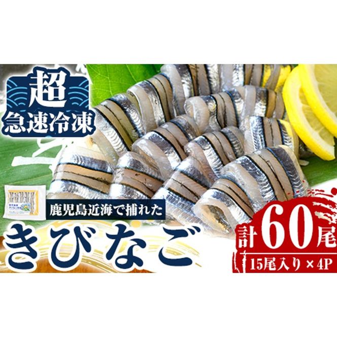 a1041 捕れたてキビナゴのお刺身(15尾入り×4P)【海鮮七海】姶良市 国産 きびなご キビナゴ 刺身 さしみ 刺し身 冷凍
