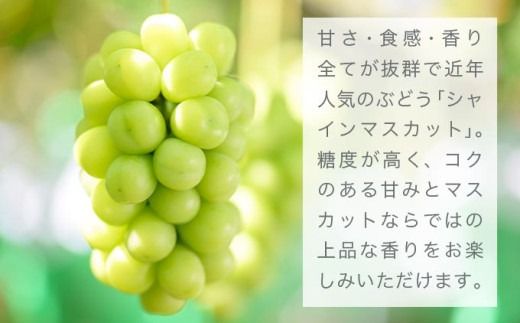 シャインマスカット 約1kg 約2kg 選べる内容量 ［おぶせファーマーズ］ 果物 フルーツ ぶどう 葡萄 数量限定 先行予約 長野 信州 令和7年産 【2025年9月上旬〜11月上旬発送】