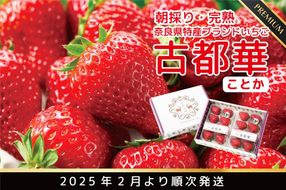 朝採り 完熟 2月より順次発送奈良県特産 朝採り高級ブランドいちご「古都華」 // いちご イチゴ 古都華 フルーツ 果物 旬 限定  ブランド 朝採り 完熟 いちご ことか イチゴ 先行予約 古都華 数量限定 古都華 甘い 先行受付 予約