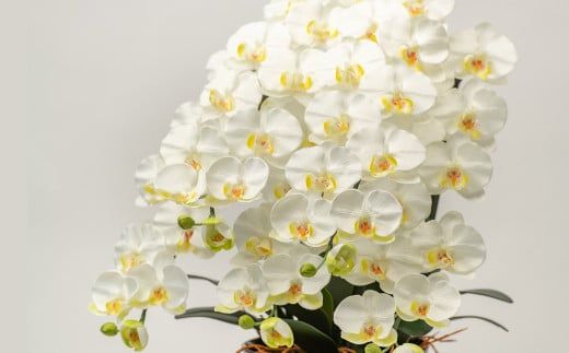 光触媒胡蝶蘭「翠(みどり)」白黄 E-278