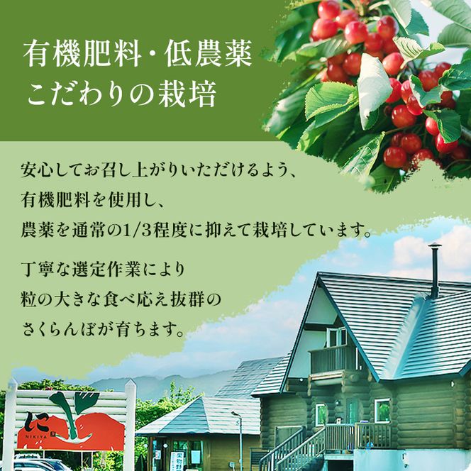 先行受付 北海道 仁木町産 さくらんぼ 佐藤錦 600g（300g×2）Lサイズ以上 ジューシー 旬のフルーツ 旬の果物 国産 日本産 サクランボ チェリー フルーツ 果物 果物類 ギフト 仁木町 [ジャパーナプランニング株式会社]