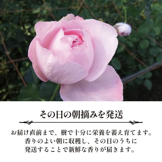 【3ヶ月定期便】 バラ 花束 ブーケ 朝摘み 3種類 薔薇 花 ばら パフューム ローズ 生花 ギフト 花 プレゼント 祝い 母の日 卒業式 贈り物 贈答 記念日 香り 静岡県 藤枝市