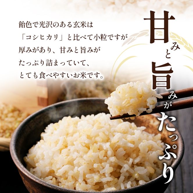 令和8年産　新米「ヒノヒカリ」30kg（玄米） お米 30kg 