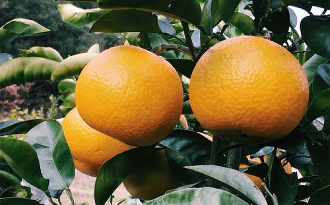 【訳あり 手選果】和歌山県由良町産 八朔 約10kg（ご家庭用・サイズ混合）柑橘 フルーツ