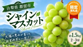 【ふるプレ限定品】【2027年先行予約】シャインマスカット 2~3房　（約1.5kg）