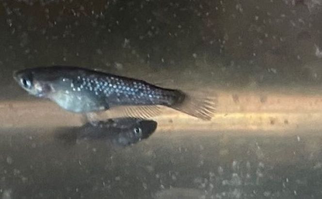 菊まるめだかの【イチオシめだか３種セット】計24匹 生き物 メダカ お魚 ペット 