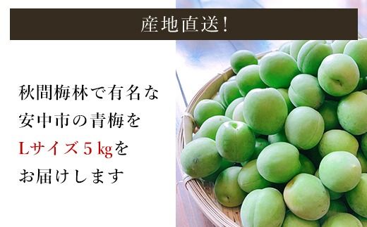 【2026年発送分先行予約】旬をお届け！青梅【Lサイズ５㎏】 ANAR018