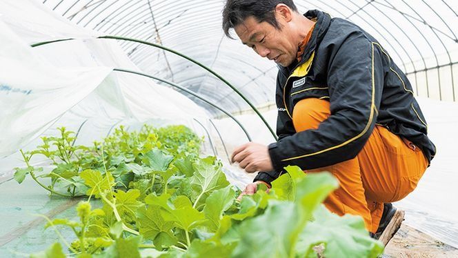【 先行予約 2026年7月上旬以降発送開始】 八千代町産 小玉スイカ 姫甘泉 1箱 （2玉入り） すいか スイカ 西瓜 小玉 果物 フルーツ お取り寄せ 産地直送 茨城県 [AV011ya]