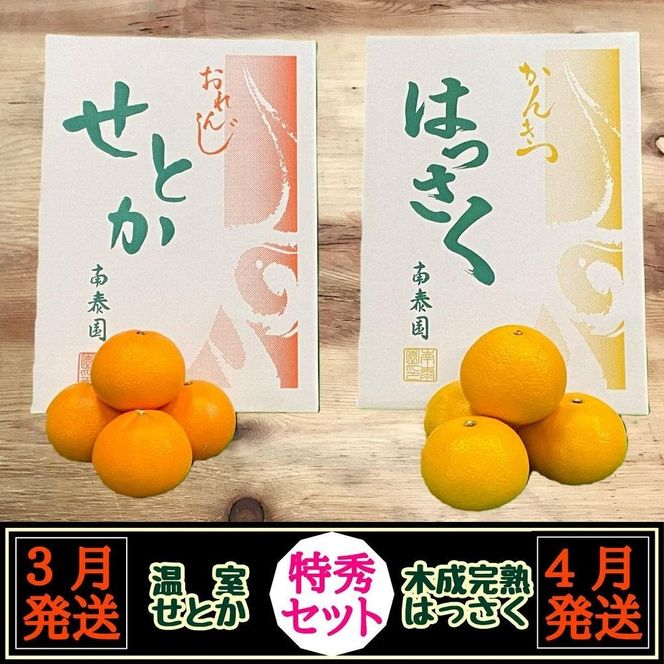 定期便 春に楽しむ ハウス せとか ＆ 木成 完熟 有田 はっさく 特秀 セット 全2回 南泰園 BS210