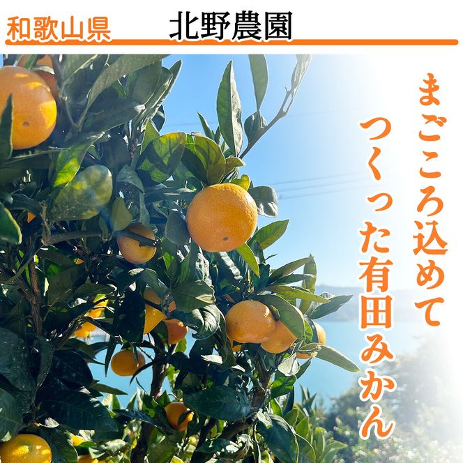 【2026年12月発送】ご家庭用 有田みかん 和歌山 S～Lサイズ 大きさお任せ 約2kg_DZ6100_12