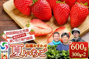 《近畿以北限定》 夏イチゴ専門農園の園主おすすめ！ 仙北市産 夏イチゴ 約600g（約300g×2パック） [苺 イチゴ いちご ブランド 品種 銘柄 なつあかり 夏のしずく 希少品種 ケーキ ジャム スムージー スイーツ フルーツ 果物 秋田県 今が旬]|02_sfm-030201