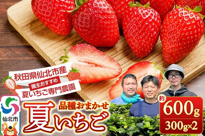 《近畿以北限定》 夏イチゴ専門農園の園主おすすめ！ 仙北市産 夏イチゴ 約600g（約300g×2パック） [苺 イチゴ いちご ブランド 品種 銘柄 なつあかり 夏のしずく 希少品種 ケーキ ジャム スムージー スイーツ フルーツ 果物 秋田県 今が旬]|02_sfm-030201