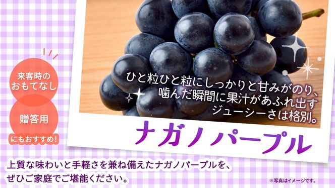＼選べる内容量・定期便／ ナガノパープル 約1.3kg ～ 5kg （約2房～12房）　単品（1回）・定期便（3か月連続）【2026年8月より発送開始】（茨城県共通返礼品 [ぶどう]：結城市産） ぶどう ブドウ 葡萄 ナガノパープル 種なし 皮ごと 高級 国産 黒ぶどう 旬 お取り寄せ フルーツ 希少品種 デザート