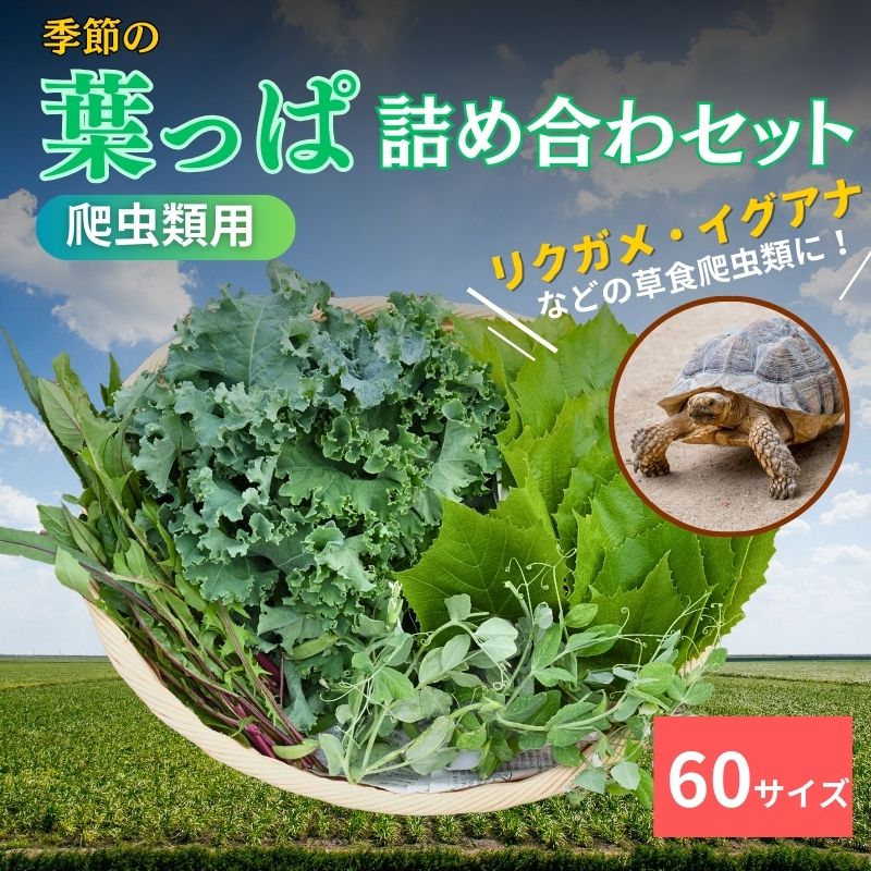 [爬虫類用]季節の葉っぱ詰め合わせ[60サイズ]