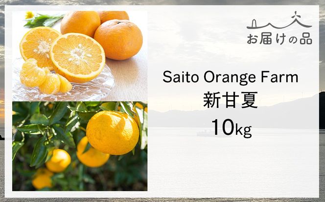 【先行予約】Saito Orange Farm ご家庭用 新甘夏10kg （2027年3月下旬頃より順次発送予定）IKTAQ030