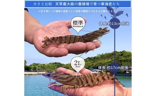 天草産活車海老 400g 大（2L） 9～11尾 活き車海老 車海老 車エビ 活き海老 活きエビ えび 海老 エビ 新鮮 魚介 【発送期間2024年11月25日から2025年4月30日】