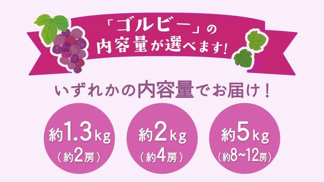 ＼ 選べる内容量 ／ゴルビー 約1.3kg(約2房) / 約2kg(約4房) / 約5kg(約8～12房)【2026年9月より発送開始】（茨城県共通返礼品 [ぶどう]：結城市産） ぶどう 赤ぶどう 高級 希少品種 大粒 甘い 果物 フルーツ 旬