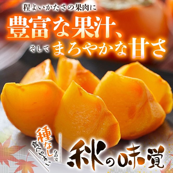 【先行予約】種無し柿 刀根早生柿 秀品大玉 約1.8kg（6個） 2026年9月下旬～10月下旬頃に順次発送予定（お届け日指定不可）/ 柿 かき 種無し 秀品 大玉 フルーツ 果物 くだもの【kiy002A】