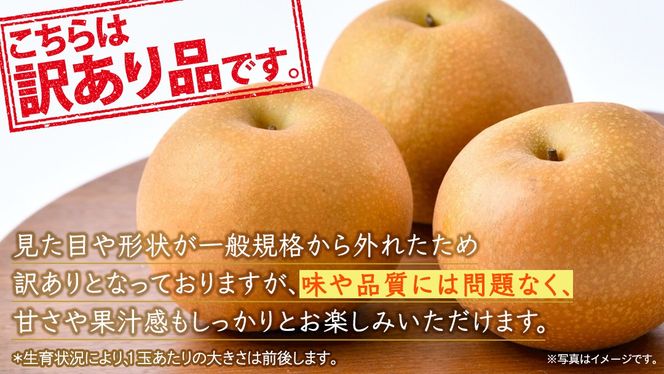 ＜ 訳あり ＞ あきづき 約5kg 【2026年10月より発送開始】（茨城県共通返礼品 [梨]：大子町産） ご家庭用 フルーツ なし ナシ 和梨 梨 わけあり 果実 旬のフルーツ お取り寄せ くだもの 果物 みずみずしい