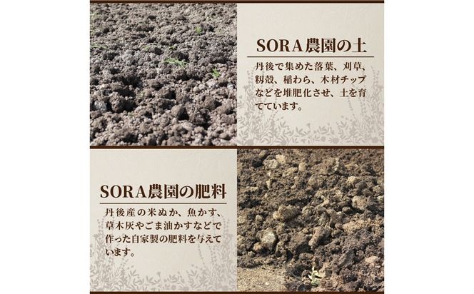 【先行予約6月上旬～順次発送】SORA農園の有機ビーツ3kg　有機野菜 有機農園 オーガニックファーム オーガニック野菜 有機栽培 ビーツ　SN00007