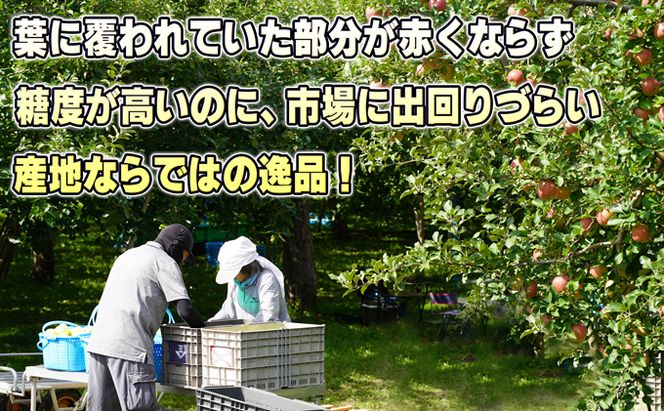 11～12月発送【糖度保証】家庭用 葉取らず サンふじ 約10kg【訳あり】【鶴翔りんごGAP部会 青森県産 津軽産 リンゴ 林檎】 果物 希少 完熟 JGAP認証 安心 丸かじり 甘い 高糖度 