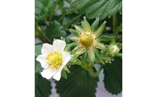 【先行予約】【２０２７年１月下旬～３月下旬に随時発送】 朝摘み　大粒　旬いちご　１パック