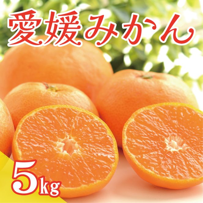 数量限定 愛媛みかん 5kg 9000円 温州みかん こたつ みかん 温州 みかん mikan 蜜柑 愛媛 ミカン 完熟 産地直送 国産 農家直送 期間限定 特産品 ギフト プレゼント お歳暮 ゼリー ジュース アイス 等に 人気 限定 甘い 果実 果肉 フルーツ 果物 柑橘 健康 美味しい おいしい ジューシー サイズ ミックス 小玉 含む くらもとファーム 愛南町 愛媛県