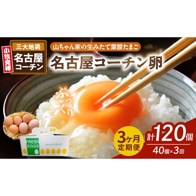 ymqszy3ցzyRƂ݂̐ėt_܂zÉR[`i40jm132Y03-Tn