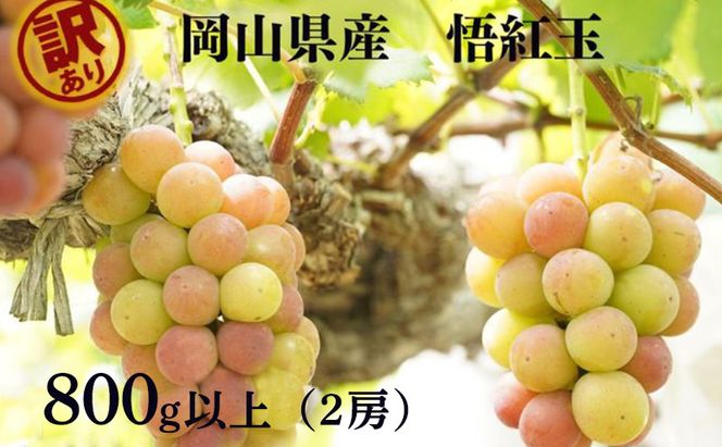 訳あり 悟紅玉  旧ゴルビー 2房 合計800g以上 産地直送 朝採れ ぶどう 葡萄 岡山 Kawahara Green Farm 岡山県産 2026年 先行予約