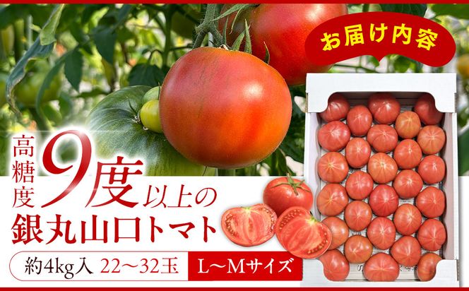 【先行予約 2026年2月～5月出荷予定／限定50箱】全国トマト選手権銅賞受賞トマト『銀丸山口トマト』高糖度トマト　L~Mサイズ 232238_BA05