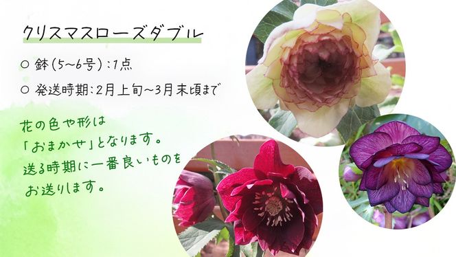 《 先行予約 》【 確実園 オリジナル 】  クリスマスローズ ダブル（ おまかせ 1点 ） ガーデニング 花 はな フラワー 鉢 鉢植え [BG002us]