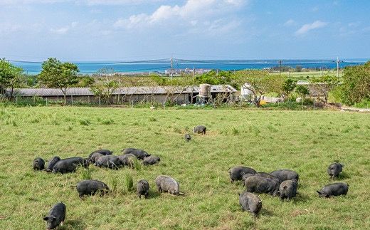 【産地直送】石垣の恵 アグー豚 豚肉骨つきロース2本【合計500g以上】KB-32