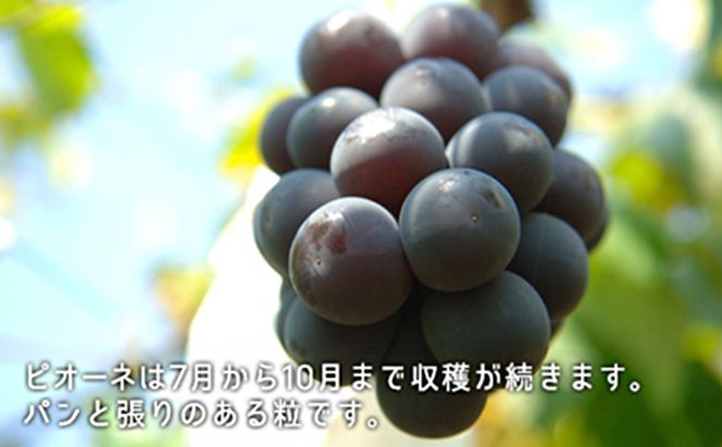 桃 ぶどう 2026年 先行予約 果物 詰合せ 白桃 晩生種 2玉 ニュー ピオーネ 1房 合計約1.0kg もも 葡萄 岡山県産 国産 フルーツ 果物 ギフト