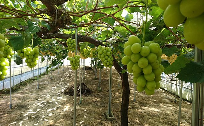 ぶどう 2026年 先行予約 シャインマスカット 約1.5kg 2房 盛夏 葡萄 岡山県 赤磐市産 フルーツ 果物 あかいわファーマーズガーデン 果物類