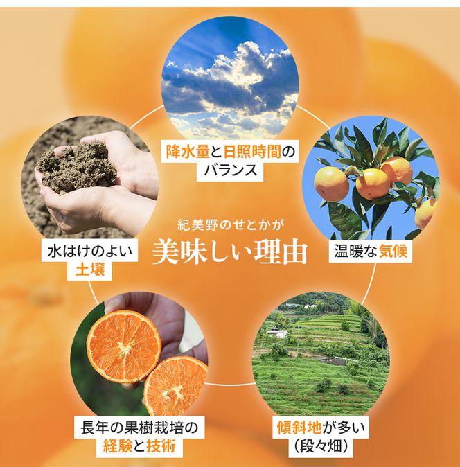 【先行予約・数量限定】地元で大人気の 秀品  せとか  3kg 【M～2Lサイズ混合】【2026年3月中旬から2026年3月下旬頃に順次発送】〈味好農園〉 /ミカン 蜜柑 柑橘 フルーツ くだもの 果