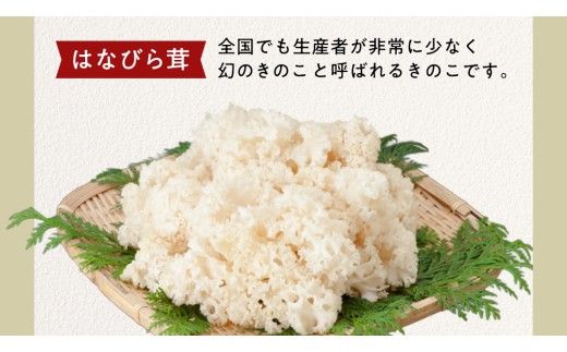きのこ の 詰め合わせ Lサイズ( 約2kg ) （茨城県共通返礼品：城里町） キノコ セット 野菜 低カロリー ダイエット デトックス バラエティ セット 新鮮 [DY003us]