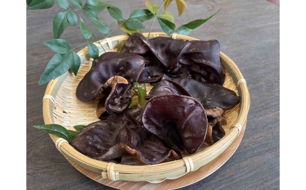 [鳥取県産]生きくらげ 1kg 312011