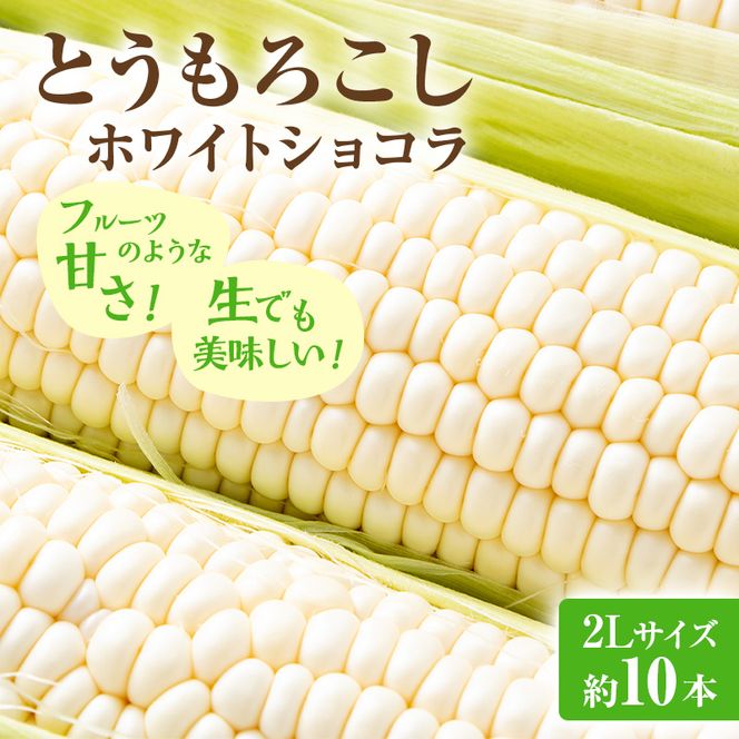 【2026年発送】富良野産 とうもろこし ホワイトコーン 約10本 コーン とうきび トウモロコシ ホワイトショコラ 2Lサイズ 野菜 甘い BBQ 北海道 富良野 ふらの