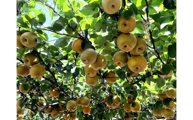 1121．【2026年度発送先行予約】数量限定　新甘泉　5kg 313726_CS001