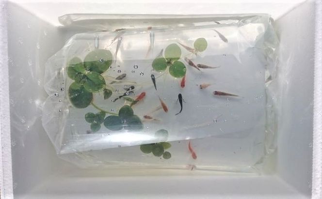 選べる３コース（24匹または30匹）改良メダカ 生き物 めだか 死着保証 