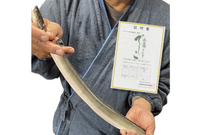 ブランド鰻【でしこ】 うなぎ 国産 静岡 雌うなぎ 炭火 白焼 大 約150g 2串 計300g [ヤママツ村田商店 静岡県 吉田町 22424589-a] 鰻 ウナギ unagi 白焼き 雌鰻 雌 メス でしこ 養鰻 静岡県産 真空パック 冷凍 血抜き締め