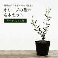 オリーブの苗木4本セット 植物 