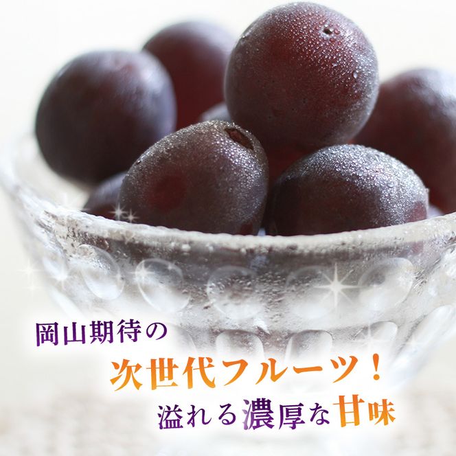 ぶどう 2026年 先行予約 ご家庭用 オーロラブラック 2～3房 合計約1.2kg ブドウ 葡萄  岡山県産 国産 フルーツ 果物 ギフト
